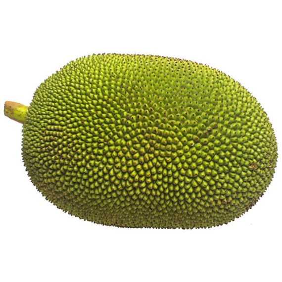 where to buy jackfruit in south africa Mimi Blackburn