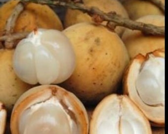 Fresh Langsat ( Bonbon) fruits- 1pound -Standard shipping included.