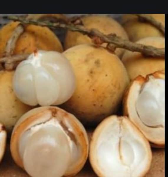 Fresh Langsat Bonbon 1pound standard Shipping Included. - Etsy Hong Kong