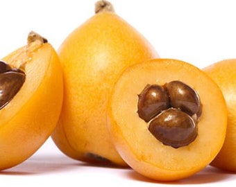 Fresh Sweet and Sour Loquat Fruits- 3 LBS.- Standard Shipping Included.