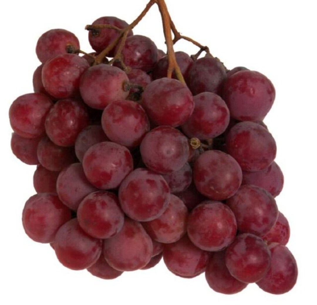 Fresh Seeded Red Grapes-2 Lbs.standard Shipping Included. - Etsy