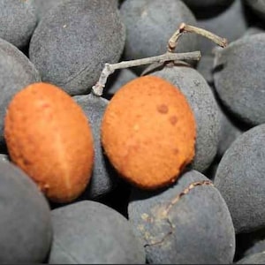 Fresh Black Velvet Tamarind (Awin, Icheku and Tsamiyar kurm)- 1 pound- Standard shipping included.
