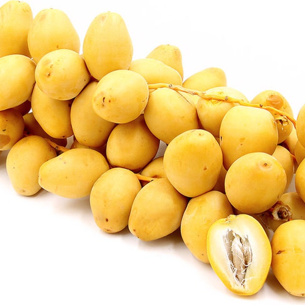 Fresh Yellow Date fruits- 1 pound-Standard shipping included.