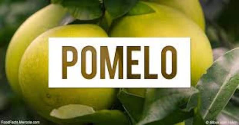 Pode incluir: Close-up de v&aacute;rios pomelos maduros, com casca amarelo-esverdeada brilhante. A imagem apresenta a palavra "POMELO" em letras grandes, em negrito e marrons no centro. Folhas verdes s&atilde;o vis&iacute;veis no fundo.