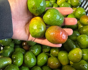 Fresh Jocotes- Spanish Plum- 2 lbs.- Standard shipping included.