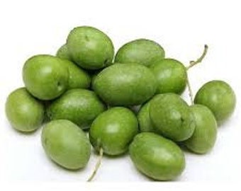 Frische rohe Olive zum Pökeln - 3 Pfund.- Standardversand inklusive.
