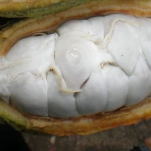 Fresh Cacao Fruits- 3 counts