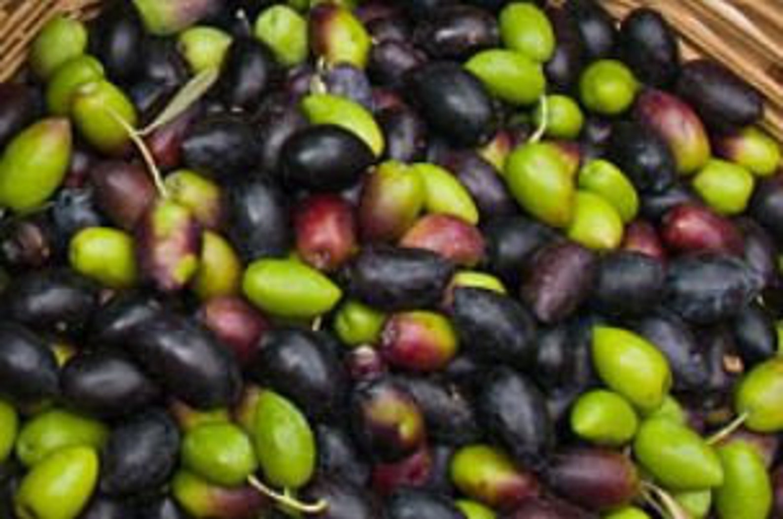 Fresh Raw Olive for Curing 3 Lbs. Standard Shipping Etsy