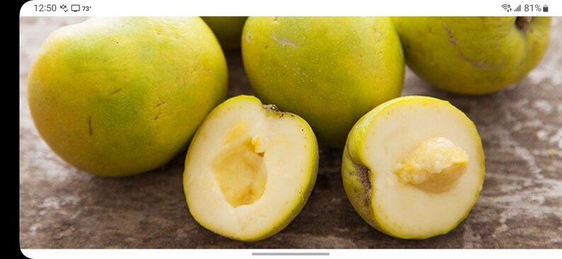 Puede incluir: Primer plano de cinco frutos de membrillo amarillos, cuatro enteros y uno cortado por la mitad, revelando la pulpa blanca y las semillas amarillas. Los frutos de membrillo est&aacute;n sobre una superficie de madera.