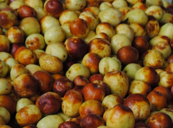 Fresh Jujube 3 Lbs Etsy