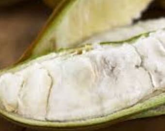 Helado Fresco de Frijol - 1 fruta - Envío estándar incluido.