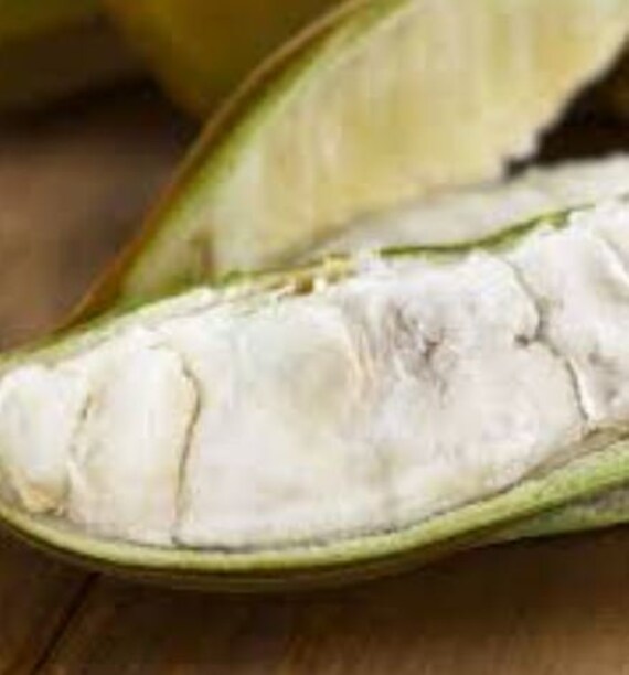 Fresh Ice Cream Bean 1 Fruit standard Shipping Included. Etsy