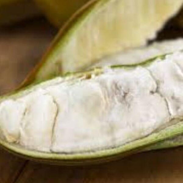 Ice Cream Bean Seed Etsy