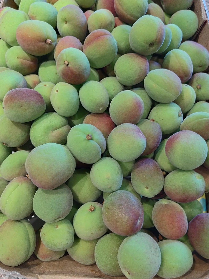 Fresh Green Japanese Ume Plum1 Pound_ Shipping Included. Etsy