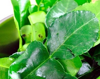May include: A bunch of fresh green kaffir lime leaves. The leaves are arranged in a bowl and are ready to be used in cooking.