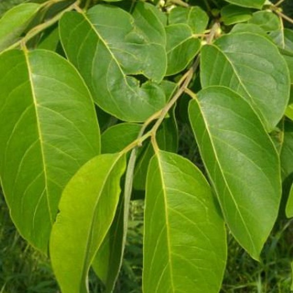 Fresh Organic Persimmon leaf for tea- 50 counts.