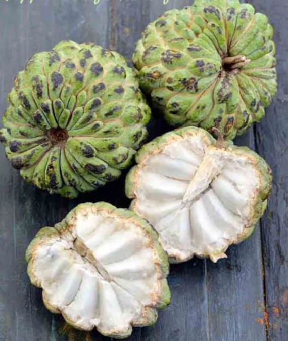 Fresh Sugar Apple 23 Fruits.standard Shipping Included. Etsy