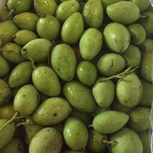 Fresh Green Baby Mango fruits-1 pound-Standard shipping included.