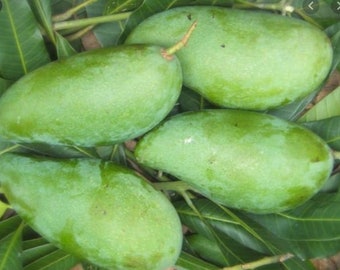 Fresh Green Elephant Mangoes-3 counts-Big size-Standard shipping included.