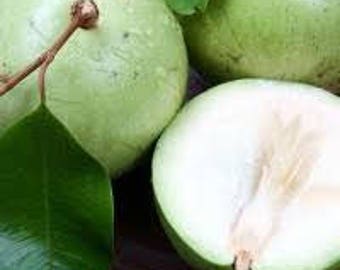 Fresh Star Apple - Chrysophyllum Cainito ( Vú Sữa ) 4 comtes