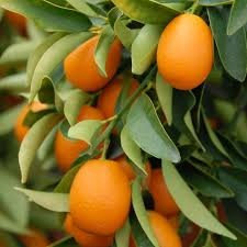 Fresh Kumquat Fruits with branches 3 LbsStandard shipping Etsy
