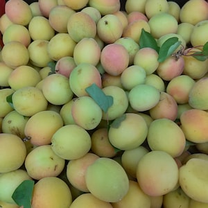 Puede incluir: Un mont&oacute;n de albaricoques amarillos y naranjas. Los albaricoques est&aacute;n dispuestos en un patr&oacute;n aleatorio y algunos tienen hojas verdes.