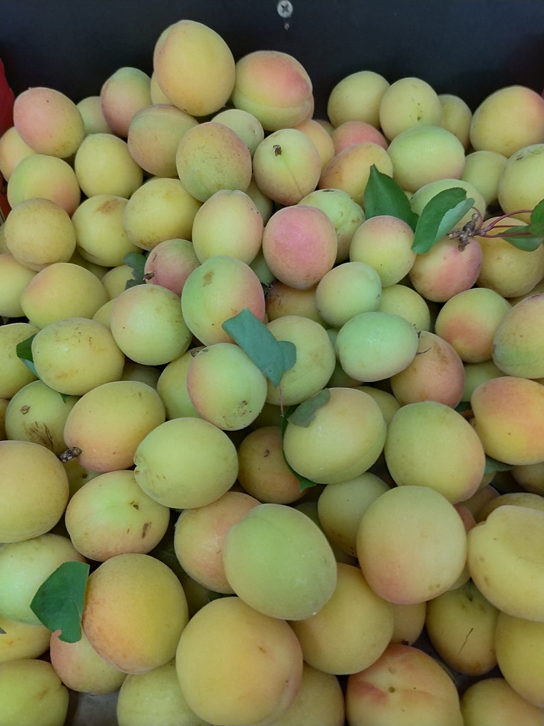 Fresh Semi Ripe to Ripe Japanese Ume Plum2.5 Lbs. Shipping Included
