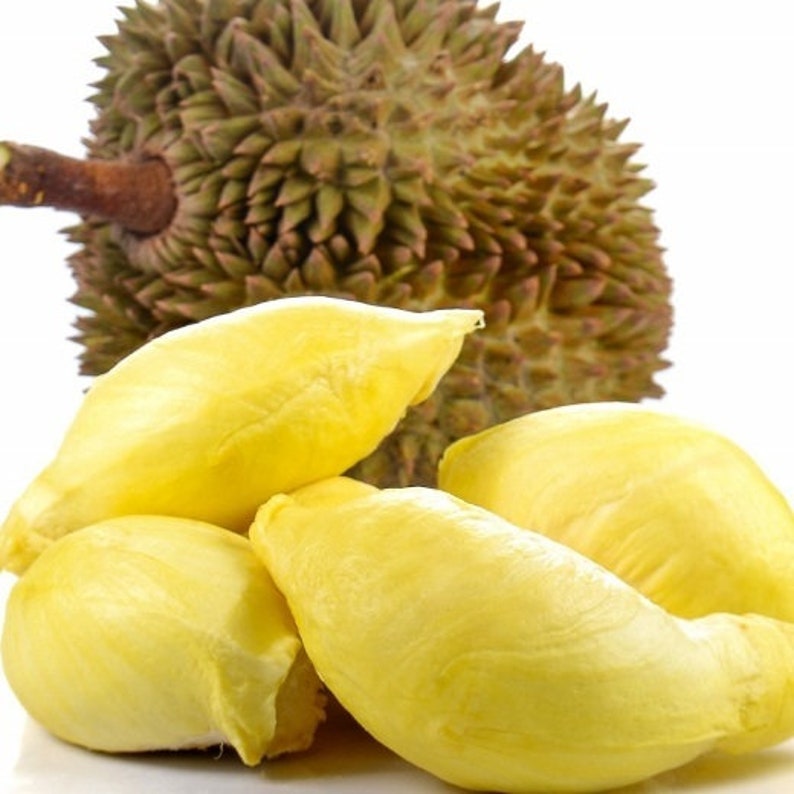 Fresco Durian_ la fruta entera (3-4 libras)_ Envío estándar incluido. imagen 1