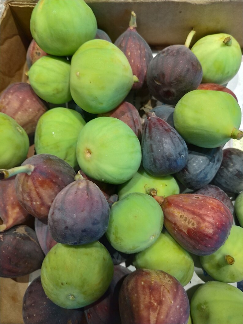 Fresh Figs2 Lbs. Etsy