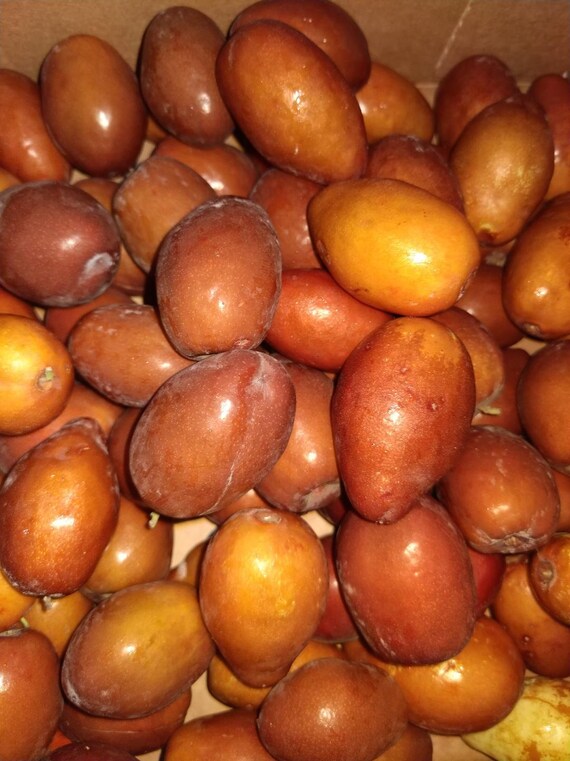 Fresh Honey Jujube1 lbStandard shipping included. Etsy