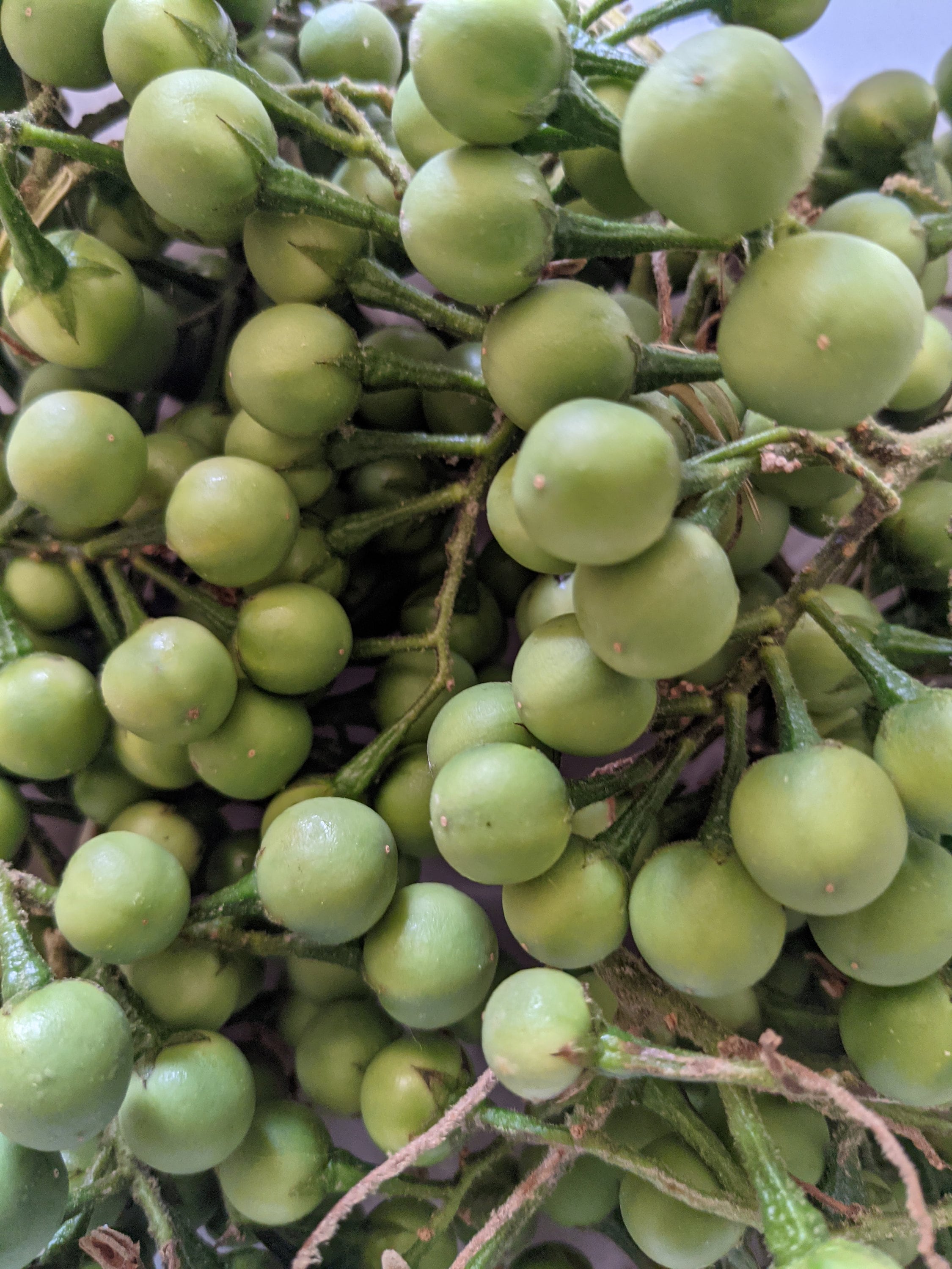 Fresh Thai Pea Eggplant Turkey Berry Pea Eggplant 1 Pound Etsy