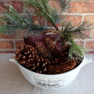 Dried Pinecones - Utah Mountain Spruce & Bristlecone, Fall Decor (Set of 7)
