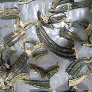 Puede incluir: Vista aérea de varios trozos de calabacín seco. Los trozos de calabacín son de color verde oscuro con rayas verdes y blancas más claras. Algunas piezas tienen tallos y zarcillos secos adheridos. El fondo es gris claro, posiblemente de plástico.