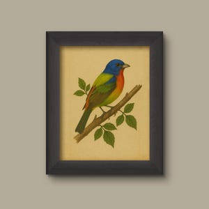 Painted Bunting Bird Art Print | Vintage Botanical Bird Illustration | Colorful Songbird Wall Art