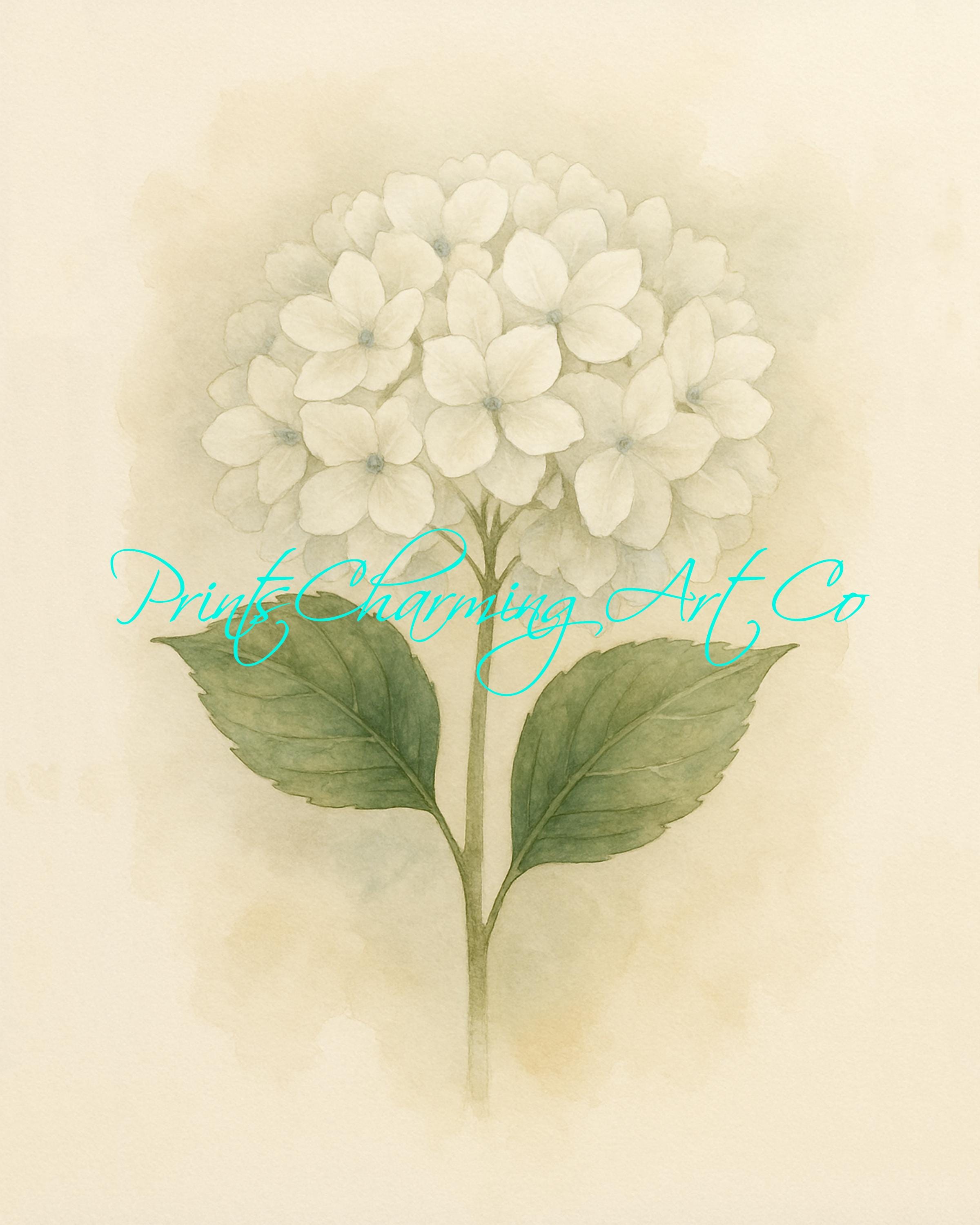 White Watercolor Hydrangea Art Print | Floral Wall Decor | Botanical ...