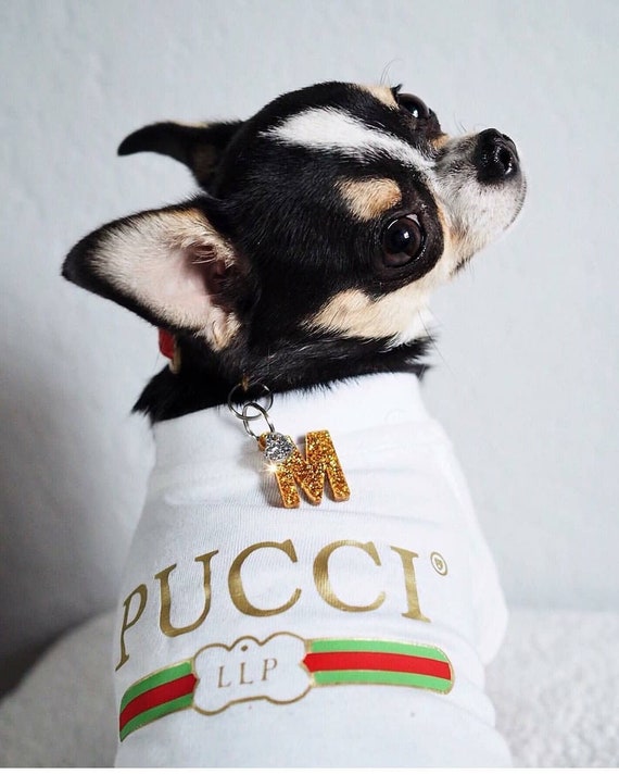dog popcorn hoodie