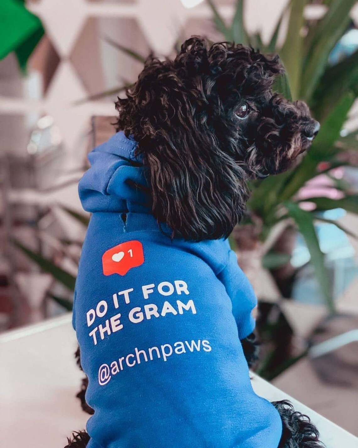 Instagram Dog Sweater Dog Hoodie Dog Sweatshirt Cute Funny Pet Etsy