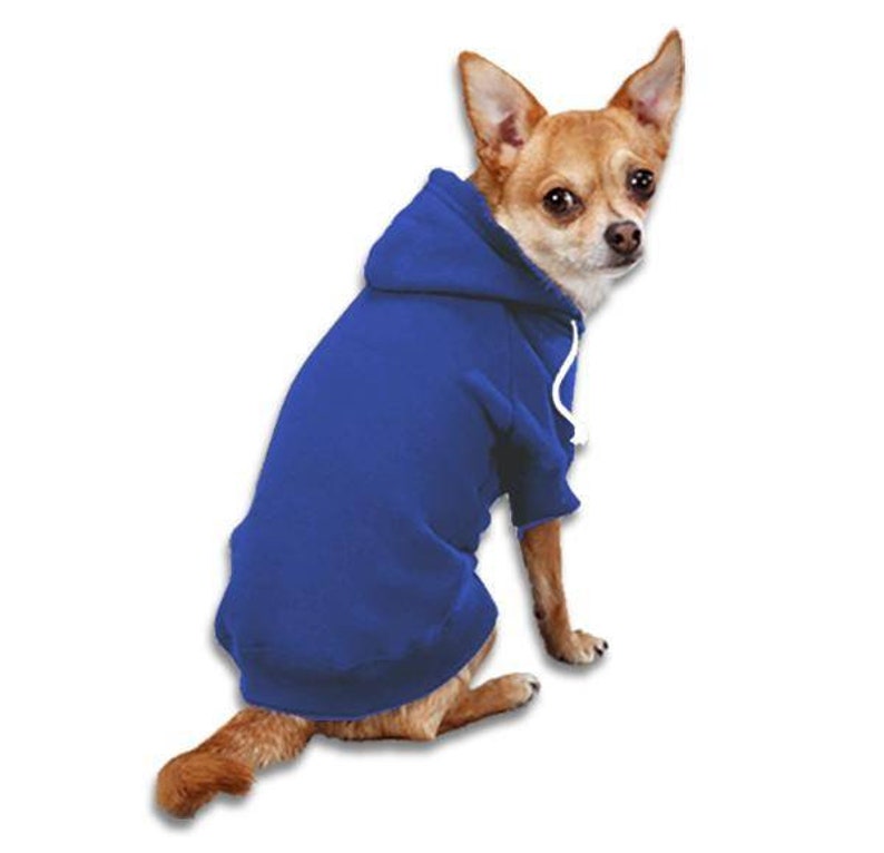 chihuahua in a hoodie