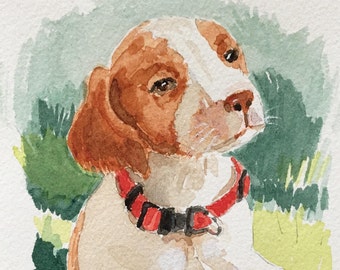 Brittany Spaniel Puppy