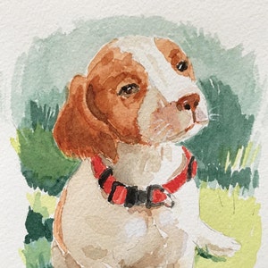 Brittany Spaniel Puppy