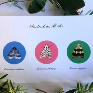 Australian Moths Postcard, carte de collection Notecard. Avec trois illustrations détaillées originales de papillons de nuit australiens à motifs magnifiques.