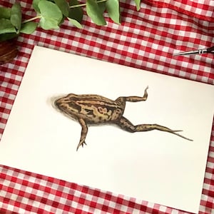 Striped Marsh Frog Card | Original natural history illustration artwork | Swimming Frog Blank Greeting Card