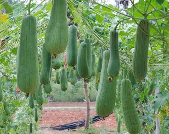 5 APPLE LUFFA round Tasty F1 Sponge Gourd Seeds Hybrid Seed Very Sweet ...