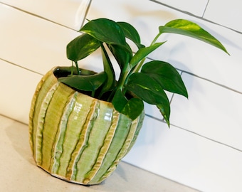 Epipremnum Aureum Etsy - devil s ivy cuttings pack of 3 variegated golden pothos epipremnum aureum shipping to nsw vic act sa and qld