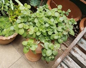 Fair Crassula Succulent Cuttings - Bright Green - Ground Cover or pots - shipping to NSW, Vic, Act, SA and Qld