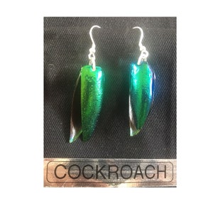 Beautiful REAL Cockroach Wing Earrings attached to 925 sterling silver hooks handmade Insect Jewellery Droppers for bug lover
