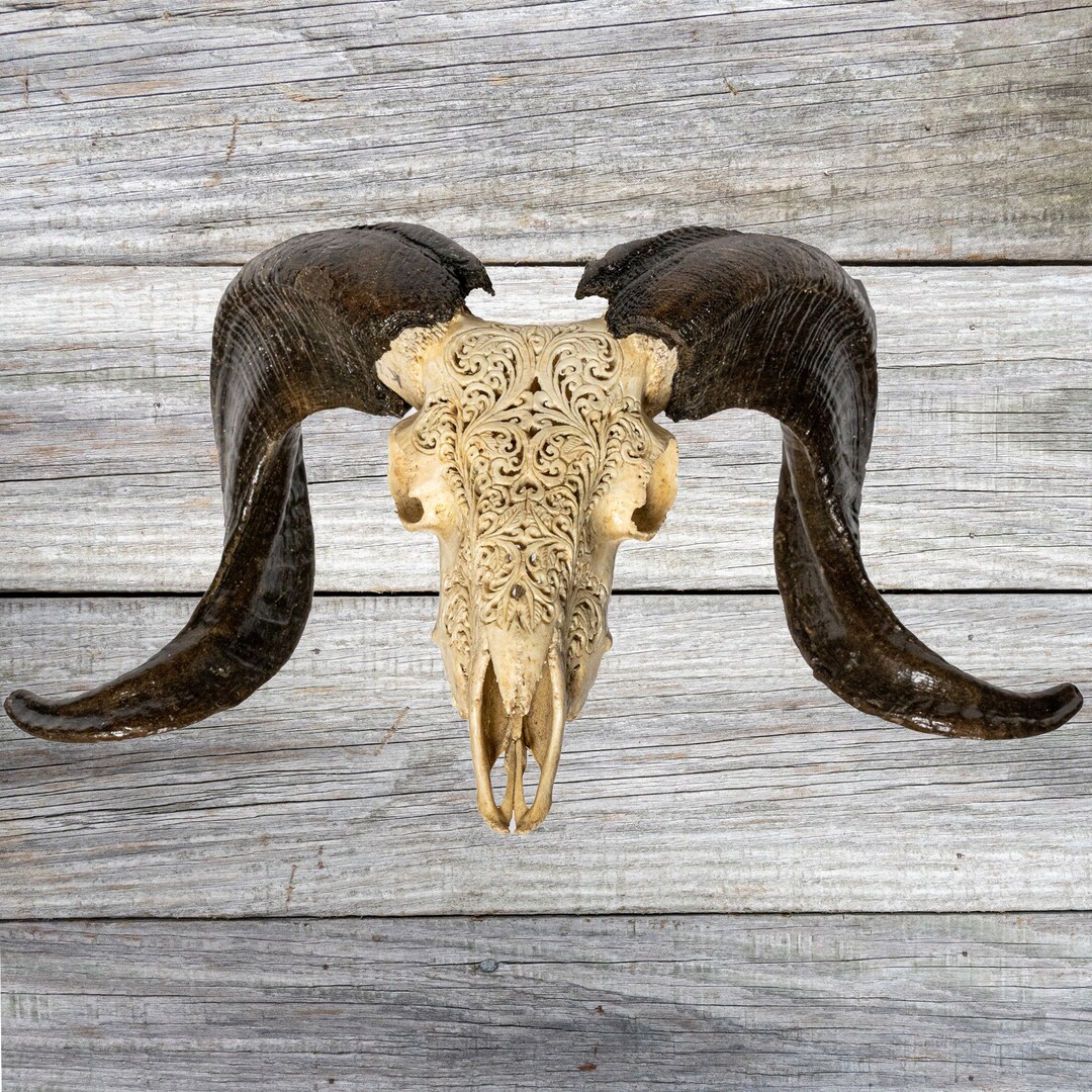 Beautiful Ram Skull With Curved Horns. Carved With a Decorative Design, Balinese Art Home Decor