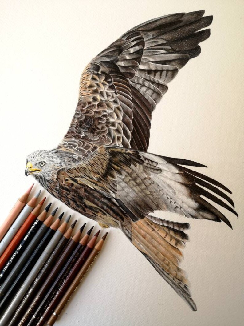 Red Kite Bird Art Print British Wildlife Drawing Fine Art | Etsy UK