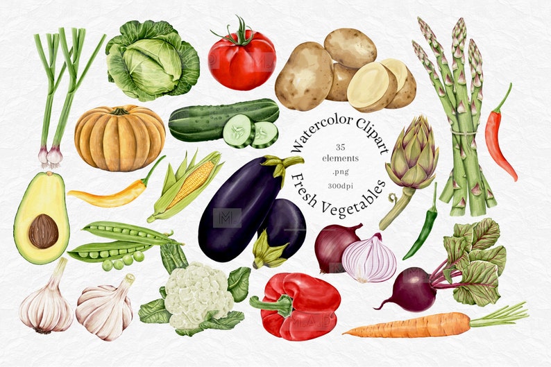 May include: A collection of watercolor illustrations of fresh vegetables, including avocado, pumpkin, eggplant, asparagus, artichoke, red pepper, garlic, cauliflower, cabbage, corn, cucumber, potato, onion, beet, carrot, and chili peppers. The illustrations are in a realistic style and are perfect for use in a variety of projects.