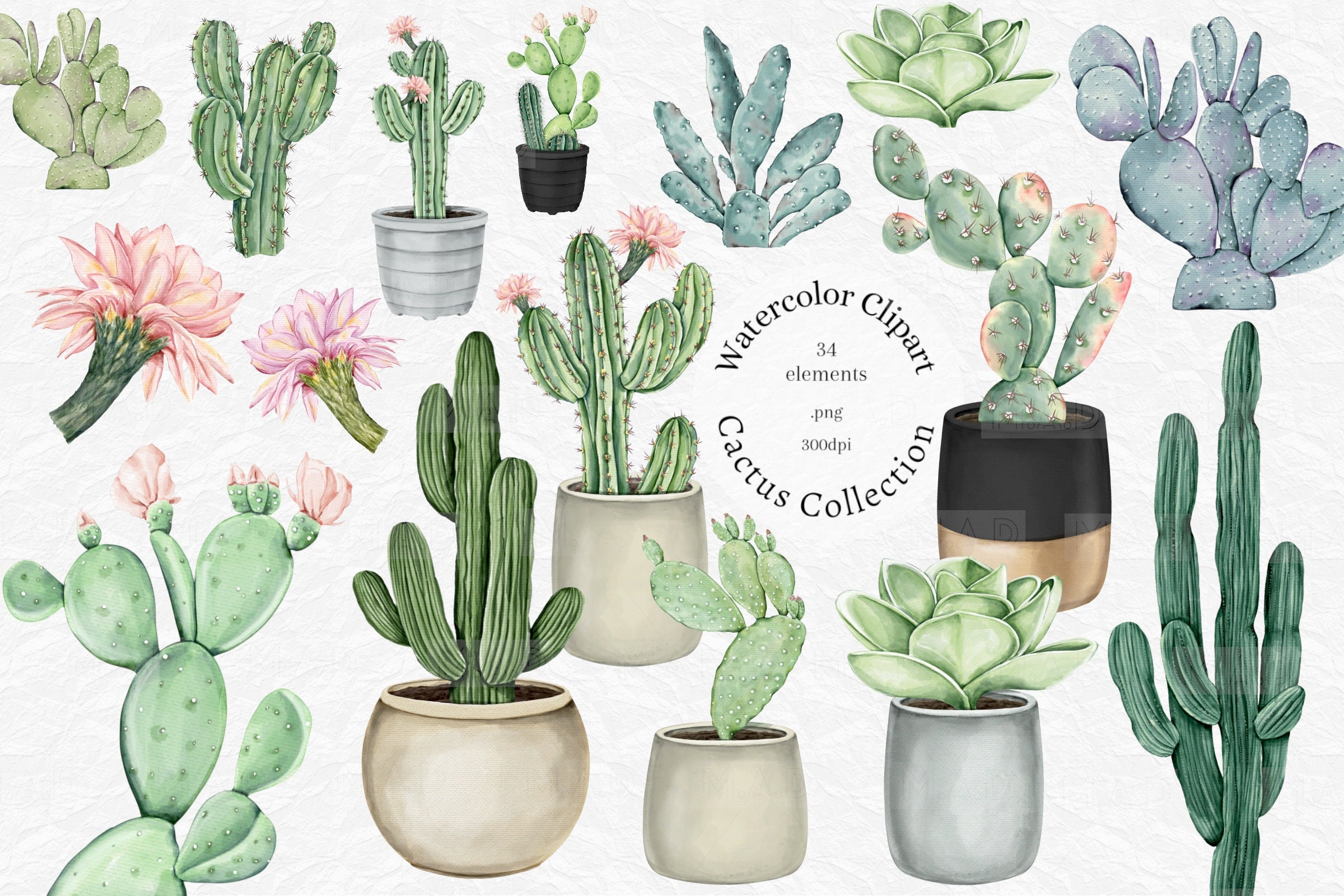 Watercolor Cactus Clipart Tropical Cacti Clip Art Desert Etsy